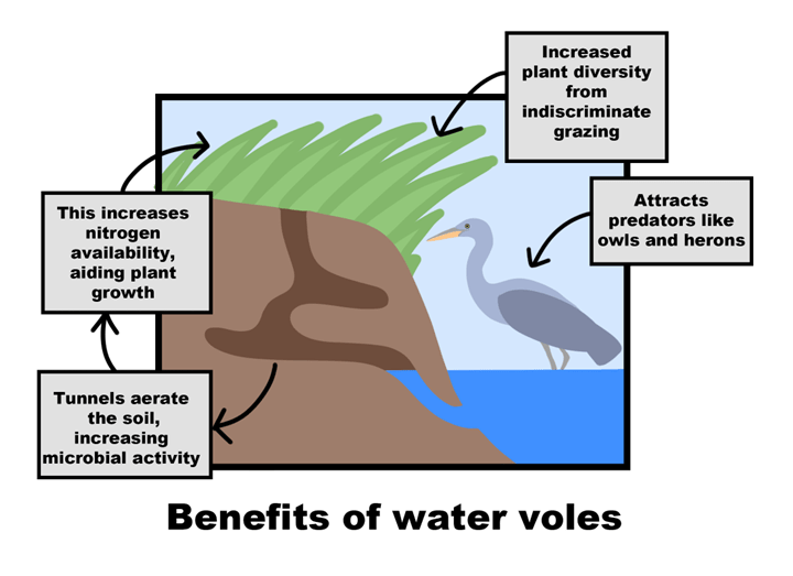Benefits of water voles include increased plant diversity from indiscriminate grazing, attraction of predators like owls and herons. Additionally, tunnels aerate the soil, increasing microbial activity - this increases nitrogen availability, aiding plant growth.